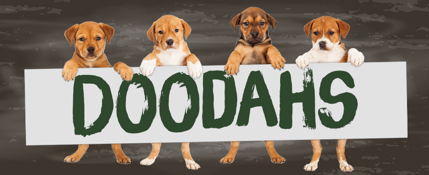 The Dogs Doodahs - Bingley 2025